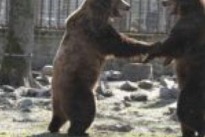 Veste bună pentru timişoreni! Grădina zoologică a fost deschisă!