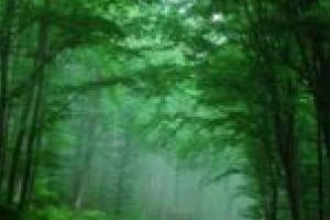Un sfert din totalul pădurilor virgine din România se află în Caraş-Severin! În „seiful” judeţului vor mai fi incluse 6.000 de hectare