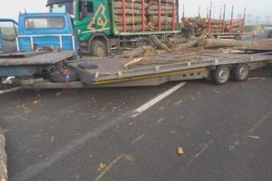 VIDEO FOTO Autostradă blocată de lemne pe un sens la Sibiu – Au căzut dintr-un camion