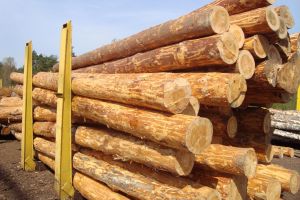 Legea care interzice pe 10 ani exportul de buştean, în spaţiul extracomunitar, a fost promulgată de Klaus Iohannis