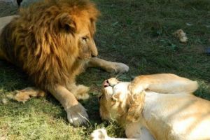 Se redeschide Zoo Târgu Mureş!