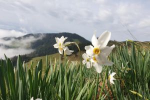 Au înflorit narcisele sălbatice din Munţii Rodnei. Traseele pe care puteţi ajunge la ele, pericolele ce vă aşteaptă (FOTO-VIDEO)