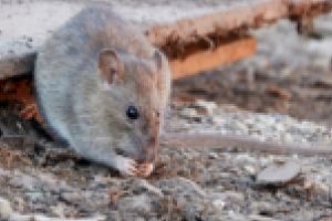 Program de dezinsecţie şi deratizare. Ce trebuie să ştie timişorenii