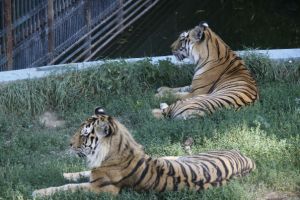 Astăzi (16 mai) se deschide Grădina Zoologică din Târgovişte