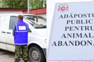 In urma solicitarilor multiple din partea constantenilor: Serviciul Gestionare Animale Abandonate isi reia activitatea 