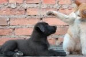 Sterilizarea patrupedelor revine în prim-plan la Moldova Nouă