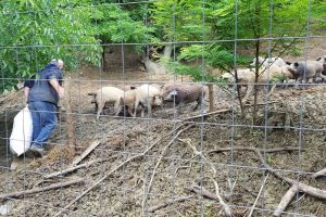 Crescătorii de porci din rasele Bazna şi Mangaliţa pot cere subvenţii de la stat