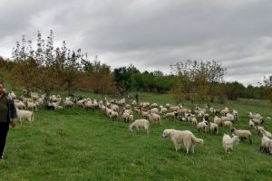 FOTO: Vasile Călin Cadar, paramedicul cu drag de animale din Filea