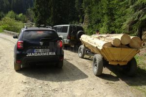 Transporturi ilegale de material lemnos, interceptate de echipaje de jandarmi