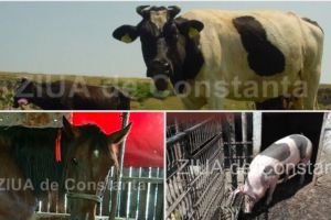 APIA efectueaza plata ajutorului de stat in sectorul cresterii animalelor