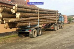 Material lemnos descoperit şi confiscat de poliţişti