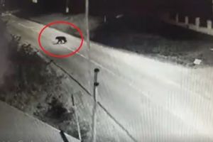 VIDEO: Urs filmat în centrul unei comune mureşene!
