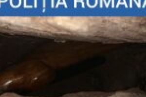 Armă de vânătoare ascunsă în scorbura unui copac şi alte zeci de proiectile confecţionate artizanal, descoperite de poliştii cărăşeni