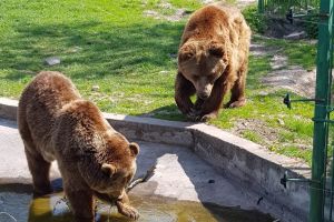 ADP: Se redeschide Zoo Oradea