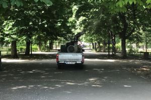 Constanta. Continua actiunile de dezinsectie. Unde se va actiona 