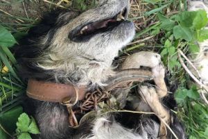 Câini legaţi şi înecaţi într-un iaz din Pătrăuţi