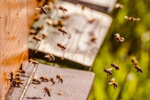 Tineri reţinuţi după ce au furat mai mulţi stupi de albine, în judeţul Timiş. Unul dintre ei este minor