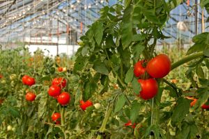 Dâmboviţa: 59 de fermieri s-au înscris în Programul Tomata (ciclul I)