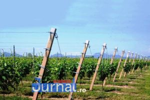 JARIȘTEA: Tânăr de 22 de ani reţinut după ce a furat 250 de spalieri