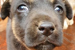 Constanta: Iubitorii de animale pot demara procedura de adoptie a unui catel online