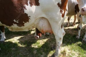 Cu cât vând fermierii din judeţ litrul de lapte de vacă procesatorilor
