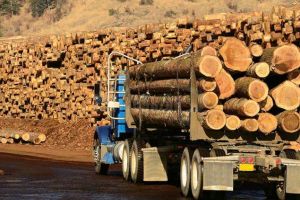 Exportul de buştean din România în spaţiul din afara UE interzis timp de 10 ani