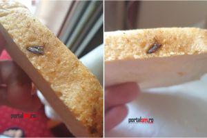 FOTO. Pâine cu insecte. “Specialitate” servită într-un centru de carantină din judeţ