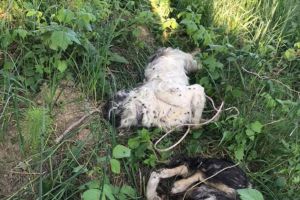 Câini legaţi şi înecaţi într-un iaz din Pătrăuţi
