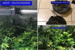 Traficantul care cultiva cannabis într-un apartament din Satu Mare a fost arestat