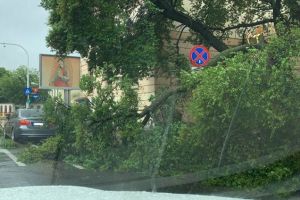 Copac căzut peste o maşină în Braşov