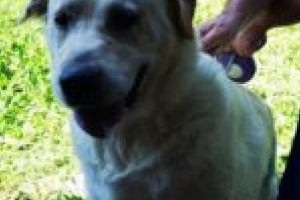 Prima campanie de sterilizare a patrupedelor din acest an, un real succes la Moldova Nouă