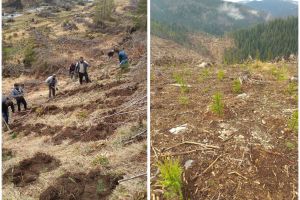 Direcţia Silvică Bihor: Peste 1 milion de puieţi, plantaţi în pădurile din judeţ în această primăvară (FOTO)