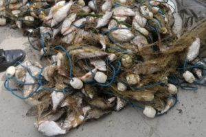 Politistii de frontiera au depistat cinci barbati care au pescuit 100 kilograme de peste, in perioada de prohibitie si fara sa detina documente