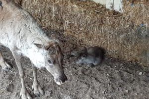 Premieră la Vama Buzăului: pui de ren născut în captivitate. Alţi 5 pui de zimbru întregesc colecţia din rezervaţie
