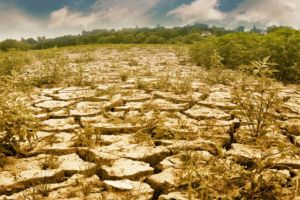După pandemie ne va LOVI şi SECETA - Deşi s-a plantat mai mult vom culege mai puţine cereale, arată studiile