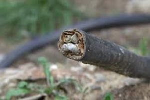ANIMALE ELECTROCUTATE LA CURTEA DE ARGEȘ
