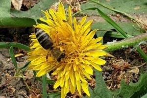 22 mai – Ziua internaţională a diversităţii biologice