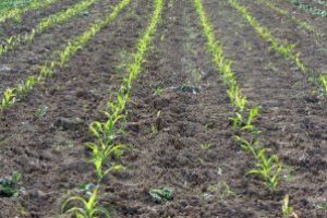 Ministrul Agriculturii: Termenul de depunere a cererilor unice de plată a fost prelungit până la 15 iunie