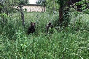 VIDEO+FOTO Ursoaică filmată, alături de cei trei pui ai săi, într-o gospodărie din Hârseni