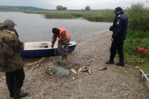Lemn fără acte confiscat şi plase de pescuit distruse, în urma acţiunii jandarmilor
