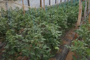 Producţii agricole sub semnul întrebării, după o primăvară rece, cu fluctuaţii de ...
