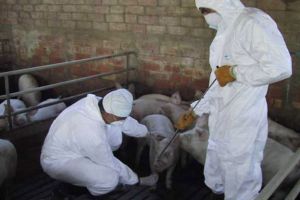 Două focare de pestă porcină în judeţul Satu Mare. Peste 100 de porci sacrificaţi