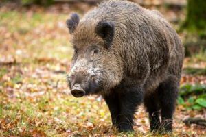 Focar de pestă porcină africană descoperit pe Fondul de vânătoare 40 – Crişeni