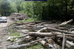DOSARE PENALE şi SANCȚIUNI de 8.000 de lei, pentru tăieri ILEGALE de arbori şi FURT, în judeţul Arad