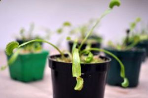În Maramureş: Amplă acţiune de prevenire a faptelor de natură penală şi contravenţională la regimul produselor de protecţie a plantelor