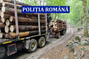 Politia Romana. Controale si verificari, pentru protejarea padurii. Au fost aplicate amenzi  (galerie foto)