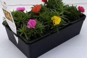 Furt cum rar mai vezi în Baia Mare: Din ciclul cu o floare nu se face primăvară, însă cu trei ghivece sustrase se face dosar penal