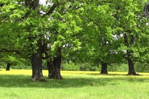 LEGE. Copacii mai bătrâni de 140 de ani nu vor mai putea fi tăiaţi