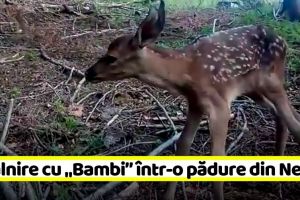 Întâlnire cu „Bambi” într-o pădure din Neamţ (VIDEO)