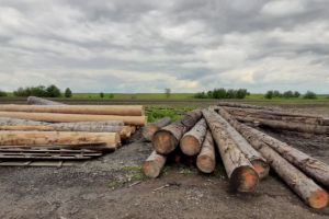 Poliţiştii braşoveni au confiscat material lemnos de aproape 25.000 de lei, de la o societate din Șinca Veche